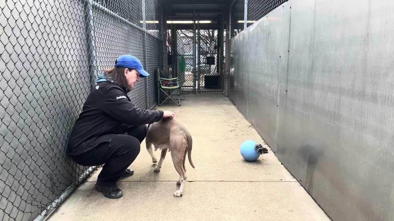 Enlarge Cantaloupe, a ADOPTABLE Pit Bull Terrier in Chicago, IL video 5/5