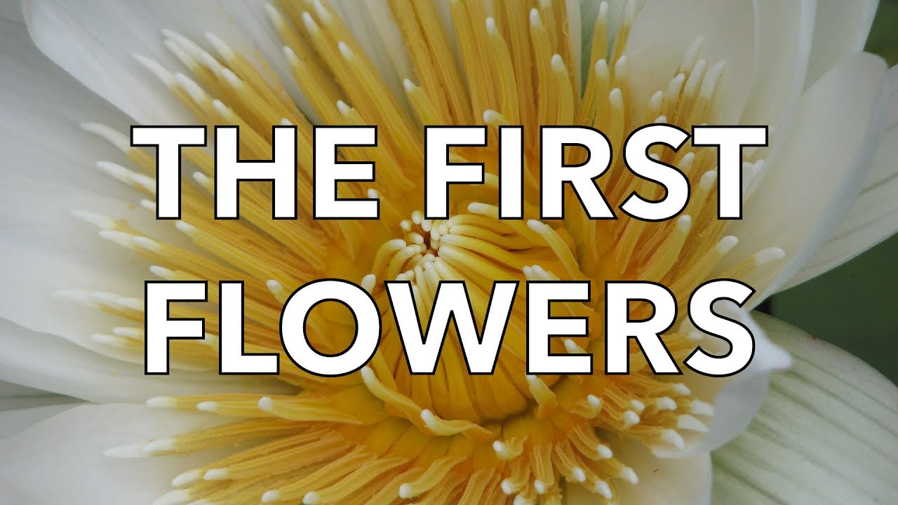 The First Flowers - YouTube