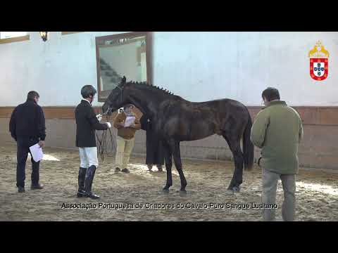 230128 15 Onix - Aprovação de Garanhões