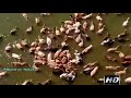 Nalla Nalla Pillaigalae Neenga Tamil 5 1 Hd Video Song Deva Hits
