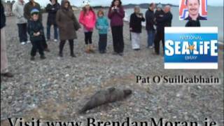 preview picture of video 'Baby Seal Rescue, Bray, Co Wicklow, Ireland - Brendan Moran'