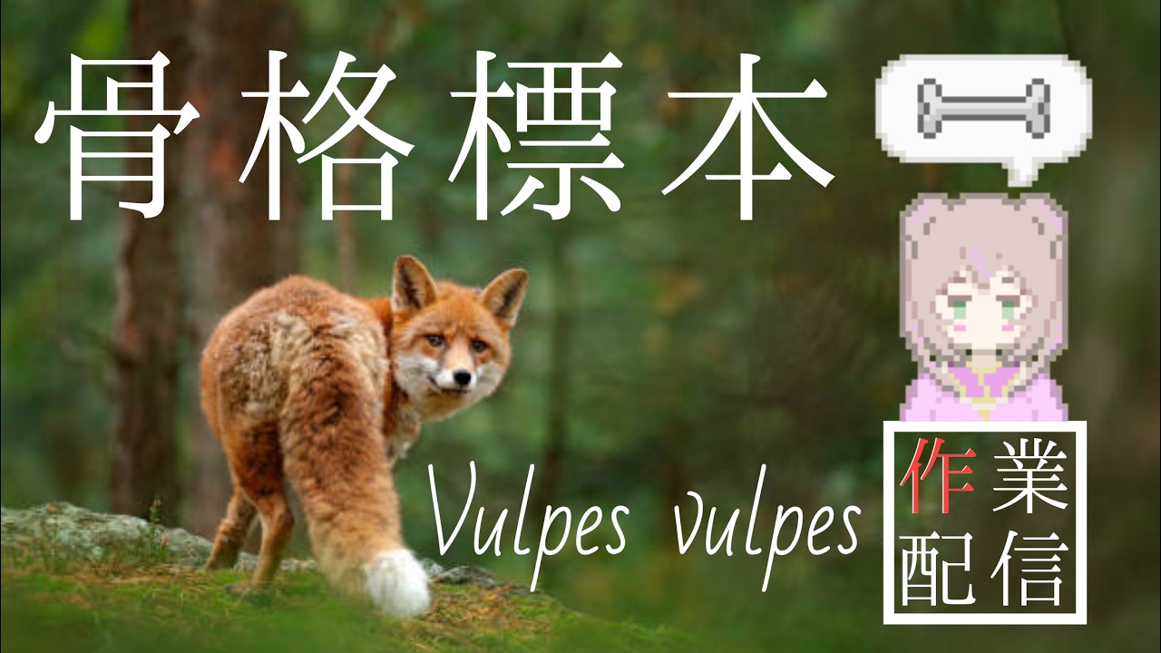 【作業配信】狐の骨格標本作成　詩花羽なぬの  #vtuber