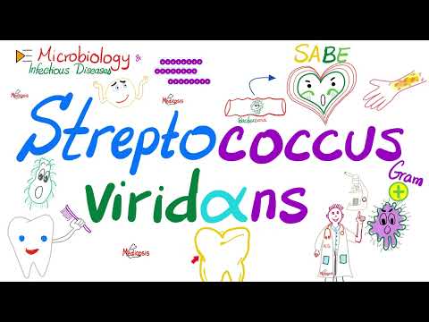 Viridans Group Streptococci (Streptococcus viridans) | Microbiology 🧫 & Infectious diseases 🦠