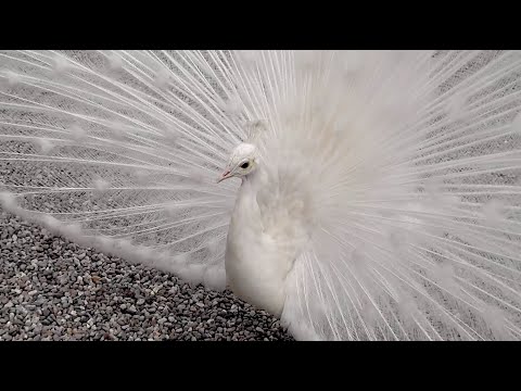 Isola Bella, die „schöne Insel” im Lago Maggiore