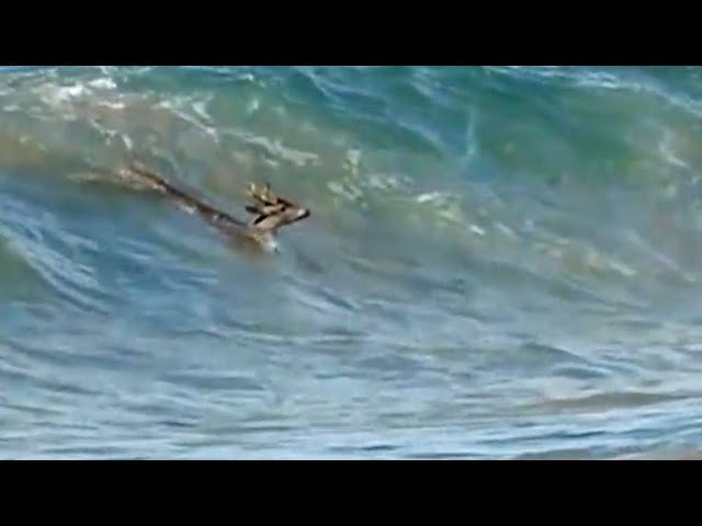 DEER Jumps in the OCEAN to escape PACK OF WILD DOGS