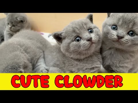 Many British Shorthair Kittens Playing Meowing Purring 💖