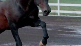 vicente fernandez-caballo golondrino (video).wmv