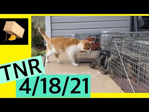 Trapping feral cats TNR Trap neuter return WV 4/18/21