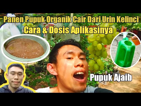 , title : 'Panen Pupuk Organik Cair Dari Urin Kelinci & Cara Aplikasi❗❗'