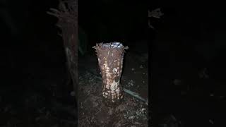 Download lagu Arrowroot for breakfast mp3