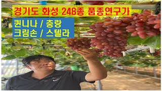포도 248품종 고소득 품종을 찾아서 1송이 10만원씩...