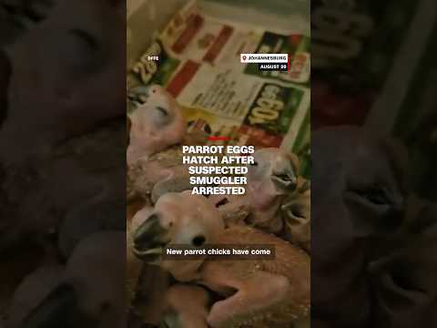 Parrot eggs hatch after suspected smuggler arrested