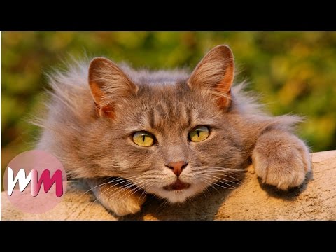 Top 10 Funny Tricks to Teach Your Cat