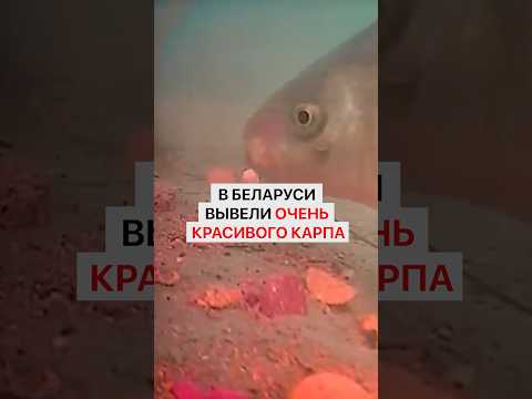 Белорусские ученые вывели новую породу карпа. Он самый красивый на свете