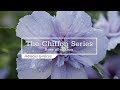 30 Seconds with The Chiffon Roses of Sharon