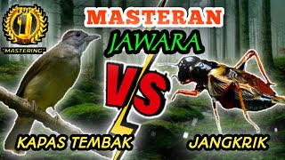 Download lagu KAPAS TEMBAK VS JANGKRIK mp3 Download lagu KAPAS TEMBAK VS JANGKRIK mp3
