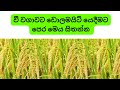 Can Dolomite Apply For Paddy වී වගාවේදී පසට ඩොලමයිට් යෙ�