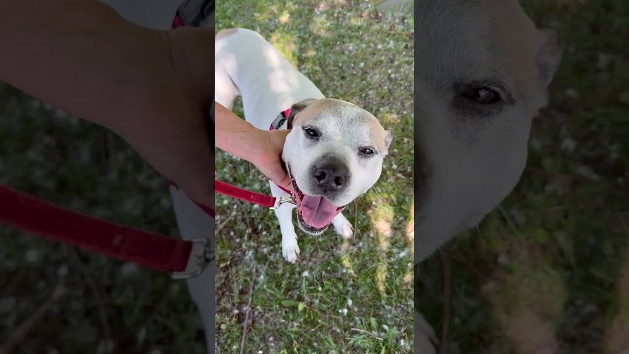 Senor - sweet senior doofy loverboy, a ADOPTABLE Mixed Breed in Oshkosh, WI video 4/5