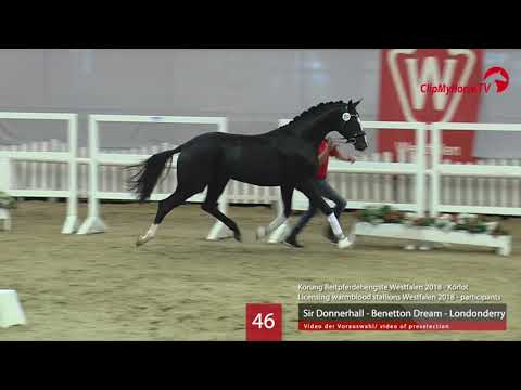 46 Hengst v. Sir Donnerhall - Benetton Dream - Londonderry
