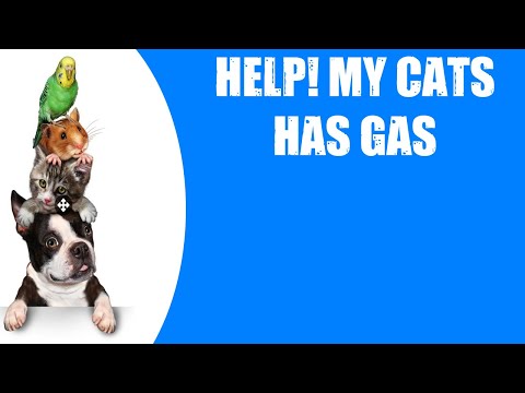 HELP! MY CATS HAS GAS