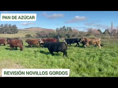 Revisión Novillos gordos (Pan de Azúcar)