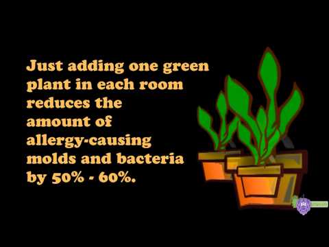 Quick Tip #1 - Get Rid Of Dust & Mold ALLERGIES Indoors - with Plants!