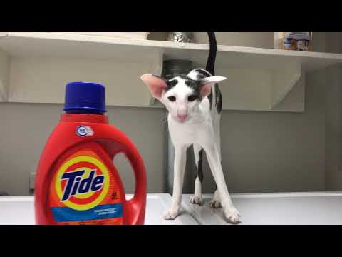Open The Dryer Door Neatorama