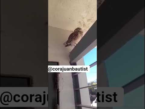 mis compañeros tienen mascota.en el centro Floreal Ferrara.Roque Perez.Saludos.  Cora Juan Bautista