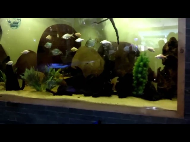 Fish Aquarium Shops in Lahore | Fish Pet Store Near Me | Tropical Pet Store (Urdu/hindi)