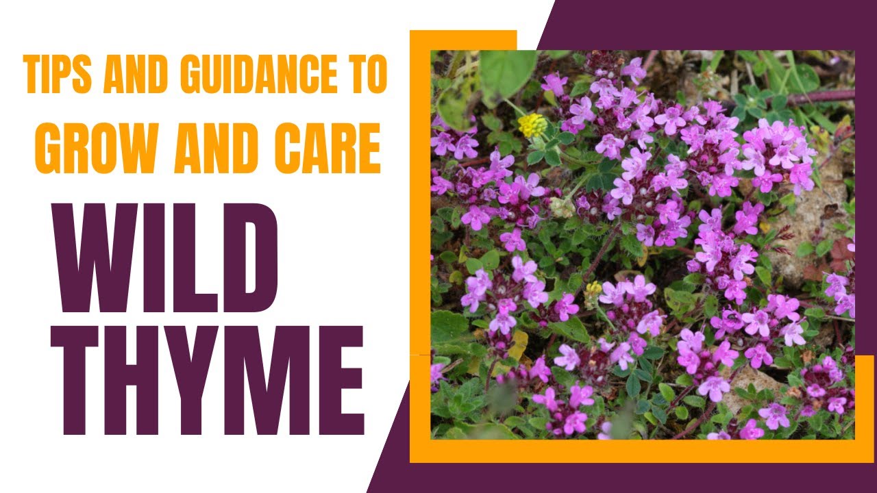 Tips and Guidance to Grow and Care for Wild Thyme