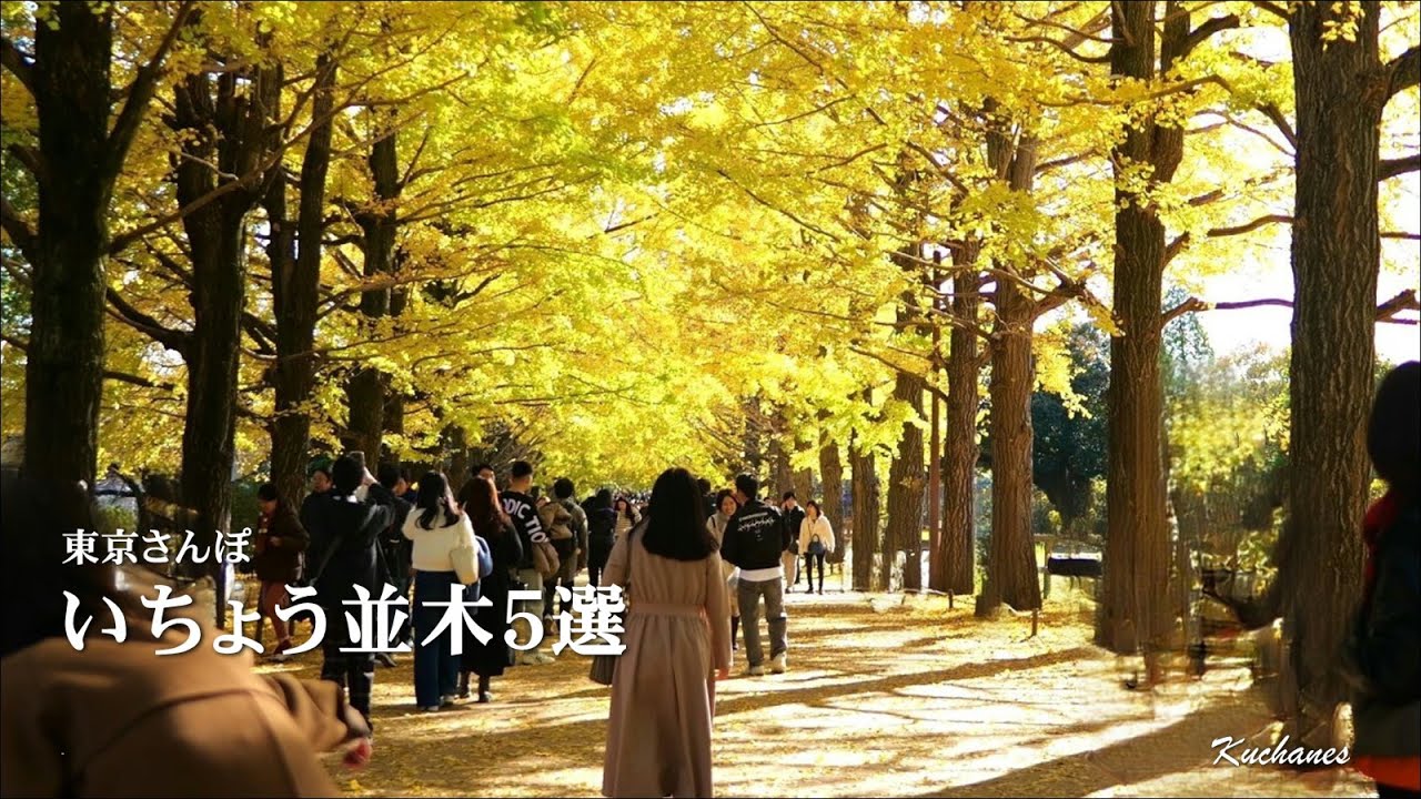 【保存版】 都心からアクセス抜群の東京イチョウ並木５選