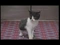 Brum 02x10 Brum The Lost Kitten 1994