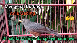Download lagu Mengenal Anis gading di habitat aslinya dan penyebarannya..!!🐦🐦🤔🤔2023 mp3 Download lagu Mengenal Anis gading di habitat aslinya dan penyebarannya..!!🐦🐦🤔🤔2023 mp3