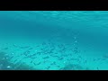 The Best Diving And Snorkeling Place In Phuket Racha Island