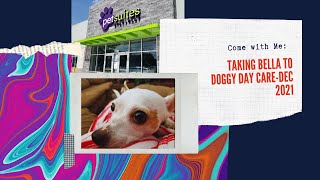 Come with me to Bella's Staycation @ Petsuites-Collierville (TN)|Drop Off|Bribery|Spoil|Dec-2021