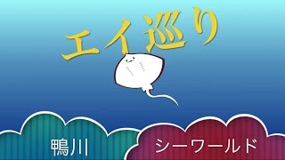 エイ巡り　鴨川シーワールド