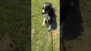 Video preview image #1 Australian Shepherd Puppy For Sale in Menifee, CA, USA