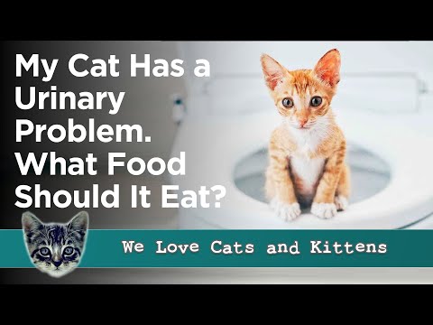 Best Urinary Cat Food - What To Feed Your Cat for Urinary Health