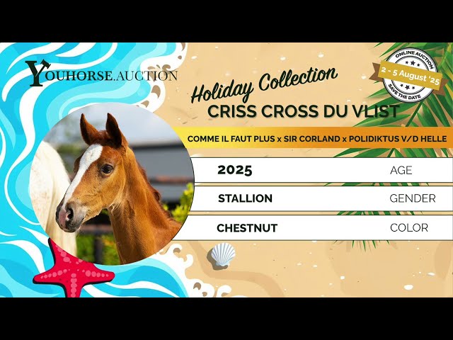 Criss Cross du Vlist Z
