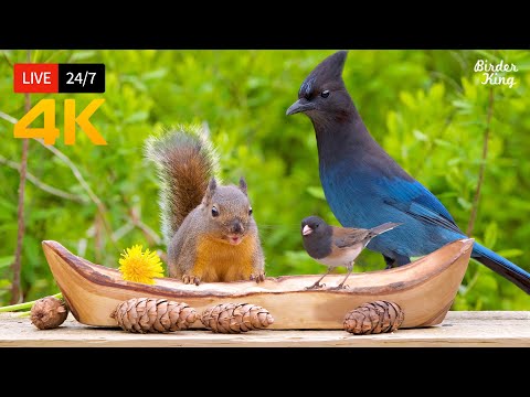 ???? 24/7 LIVE: Cat TV for Cats to Watch ???? Beautiful Birds and Squirrels 4K