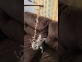 Kittens Have Fun Playing With Mouse Toy Grey Tabbys Sassy And Houdini Bonded Pair 2 Litters