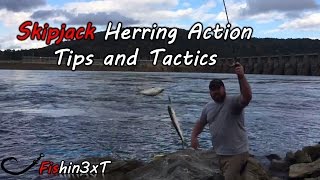 Skipjack Fishing the Tennessee River 2 Tips and Tactics