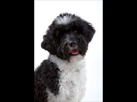 Portuguese Water Dog