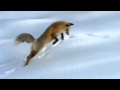 Fox is hunting in the snow - Лиса охотится в снегу 
