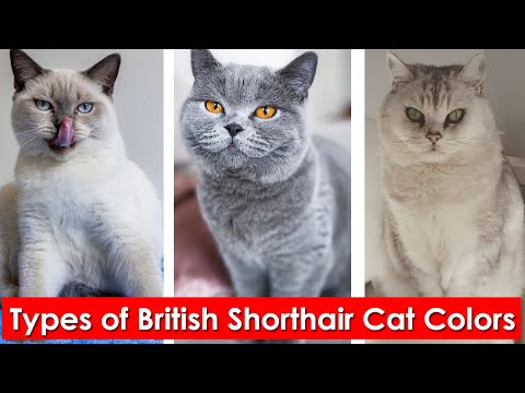 6 Types of British Shorthair Cat Colors | Different colors of the British shorthair