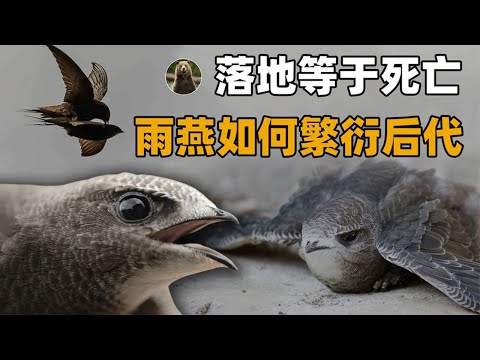 这种鸟一生都在飞行，落地约等于死亡，它要怎么睡觉和繁衍后代？【万物灵】