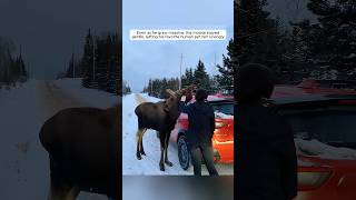 A kind man rescued a newborn moose and gained a friend for life
