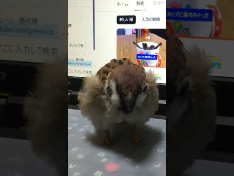 庭の鳥: 野生のスズメを飼いならすにはどうすればよいですか?彼と友達になるために従うべき5つのステップ  庭園