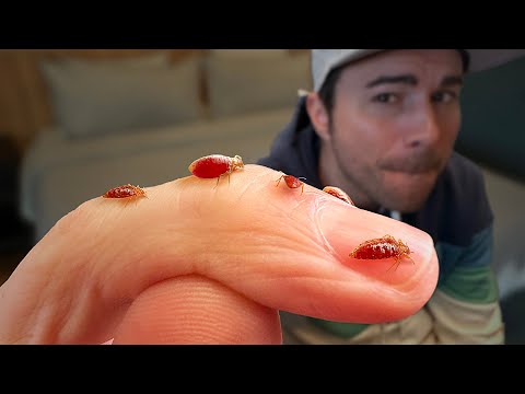 Bed Bugs- What You've Been Told is Totally False