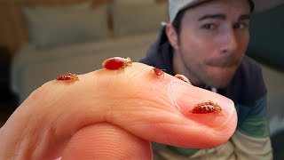 Bed Bugs- What Youve Been Told is Totally False